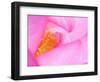 Perry's Water Garden, Lotus Blossom, Franklin, North Carolina, USA-null-Framed Photographic Print