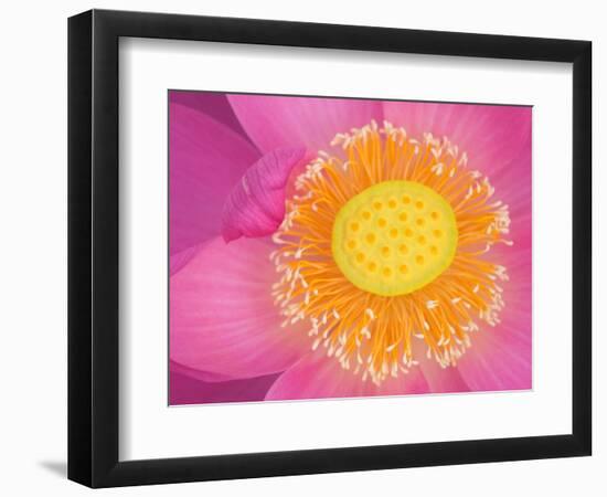 Perry's Water Garden, Lotus Blossom, Franklin, North Carolina, USA-Joanne Wells-Framed Photographic Print