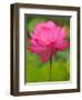 Perry's Water Garden, Lotus Blossom, Franklin, North Carolina, USA-Joanne Wells-Framed Photographic Print