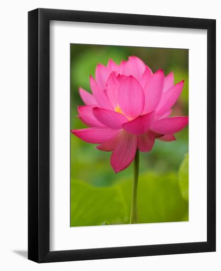 Perry's Water Garden, Lotus Blossom, Franklin, North Carolina, USA-Joanne Wells-Framed Photographic Print