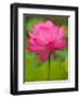 Perry's Water Garden, Lotus Blossom, Franklin, North Carolina, USA-Joanne Wells-Framed Photographic Print