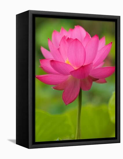 Perry's Water Garden, Lotus Blossom, Franklin, North Carolina, USA-Joanne Wells-Framed Stretched Canvas