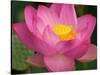 Perry's Water Garden, Lotus Blossom, Franklin, North Carolina, USA-Joanne Wells-Stretched Canvas