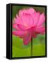 Perry's Water Garden, Lotus Flower, Franklin, North Carolina, USA-Joanne Wells-Framed Stretched Canvas