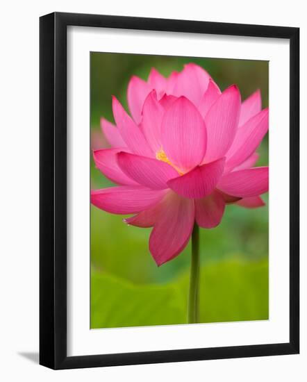 Perry's Water Garden, Lotus Flower, Franklin, North Carolina, USA-Joanne Wells-Framed Photographic Print