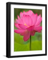 Perry's Water Garden, Lotus Flower, Franklin, North Carolina, USA-Joanne Wells-Framed Photographic Print