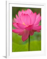 Perry's Water Garden, Lotus Flower, Franklin, North Carolina, USA-Joanne Wells-Framed Photographic Print