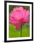 Perry's Water Garden, Lotus Flower, Franklin, North Carolina, USA-Joanne Wells-Framed Photographic Print