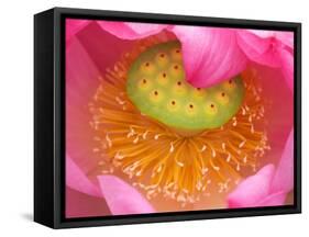 Perry's Water Garden, Lotus Flower, Franklin, North Carolina, USA-Joanne Wells-Framed Stretched Canvas