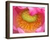 Perry's Water Garden, Lotus Flower, Franklin, North Carolina, USA-Joanne Wells-Framed Premium Photographic Print