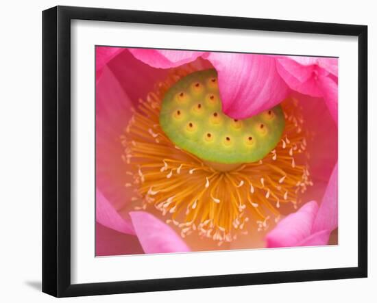 Perry's Water Garden, Lotus Flower, Franklin, North Carolina, USA-Joanne Wells-Framed Premium Photographic Print