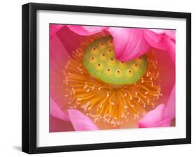 Perry's Water Garden, Lotus Flower, Franklin, North Carolina, USA-Joanne Wells-Framed Premium Photographic Print