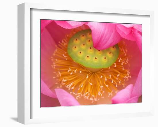 Perry's Water Garden, Lotus Flower, Franklin, North Carolina, USA-Joanne Wells-Framed Premium Photographic Print