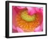 Perry's Water Garden, Lotus Flower, Franklin, North Carolina, USA-Joanne Wells-Framed Photographic Print