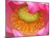 Perry's Water Garden, Lotus Flower, Franklin, North Carolina, USA-Joanne Wells-Mounted Photographic Print