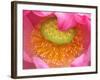 Perry's Water Garden, Lotus Flower, Franklin, North Carolina, USA-Joanne Wells-Framed Photographic Print