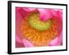 Perry's Water Garden, Lotus Flower, Franklin, North Carolina, USA-Joanne Wells-Framed Photographic Print