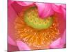 Perry's Water Garden, Lotus Flower, Franklin, North Carolina, USA-Joanne Wells-Mounted Photographic Print