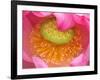 Perry's Water Garden, Lotus Flower, Franklin, North Carolina, USA-Joanne Wells-Framed Photographic Print