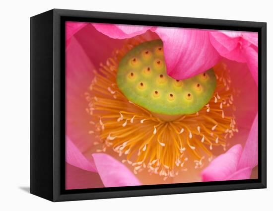 Perry's Water Garden, Lotus Flower, Franklin, North Carolina, USA-Joanne Wells-Framed Stretched Canvas