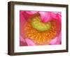 Perry's Water Garden, Lotus Flower, Franklin, North Carolina, USA-Joanne Wells-Framed Photographic Print