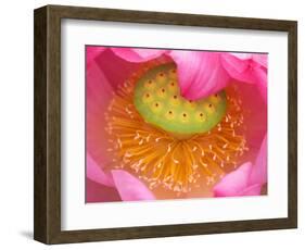 Perry's Water Garden, Lotus Flower, Franklin, North Carolina, USA-Joanne Wells-Framed Photographic Print