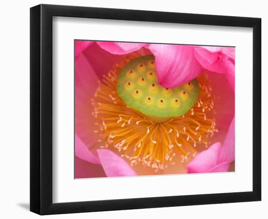 Perry's Water Garden, Lotus Flower, Franklin, North Carolina, USA-Joanne Wells-Framed Photographic Print