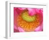 Perry's Water Garden, Lotus Flower, Franklin, North Carolina, USA-Joanne Wells-Framed Photographic Print