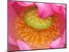 Perry's Water Garden, Lotus Flower, Franklin, North Carolina, USA-Joanne Wells-Mounted Photographic Print