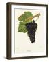 Persan Grape-J. Troncy-Framed Giclee Print