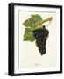 Persan Grape-J. Troncy-Framed Giclee Print