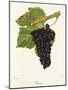 Persan Grape-J. Troncy-Mounted Giclee Print