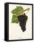 Persan Grape-J. Troncy-Framed Stretched Canvas