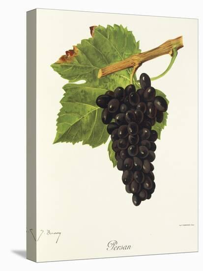 Persan Grape-J. Troncy-Stretched Canvas