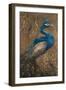 Pershing Peacock I-Tiffany Hakimipour-Framed Art Print