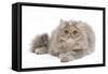 Persian Blue and Creme Blotched Tabby 6 Month-null-Framed Stretched Canvas