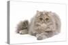 Persian Blue and Creme Blotched Tabby 6 Month-null-Stretched Canvas