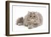 Persian Blue and Creme Blotched Tabby 6 Month-null-Framed Photographic Print