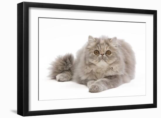 Persian Blue and Creme Blotched Tabby 6 Month-null-Framed Photographic Print