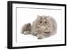 Persian Blue and Creme Blotched Tabby 6 Month-null-Framed Photographic Print