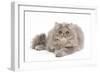 Persian Blue and Creme Blotched Tabby 6 Month-null-Framed Photographic Print