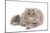 Persian Blue and Creme Blotched Tabby 6 Month-null-Mounted Photographic Print