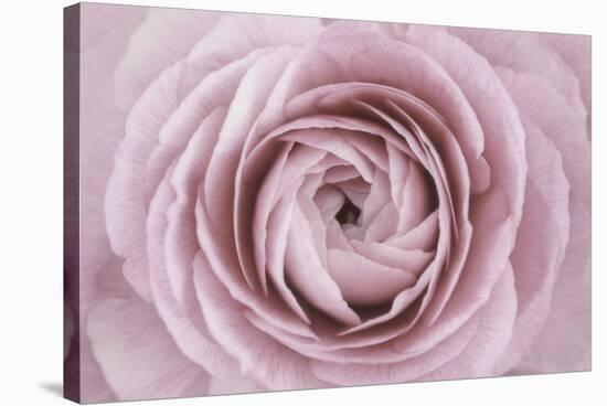 Persian Buttercup-Cora Niele-Stretched Canvas
