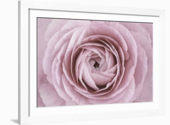 Persian Buttercup-Cora Niele-Framed Photographic Print