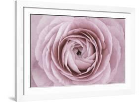 Persian Buttercup-Cora Niele-Framed Photographic Print