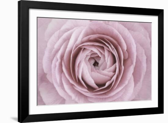 Persian Buttercup-Cora Niele-Framed Photographic Print