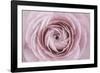 Persian Buttercup-Cora Niele-Framed Photographic Print