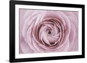 Persian Buttercup-Cora Niele-Framed Photographic Print