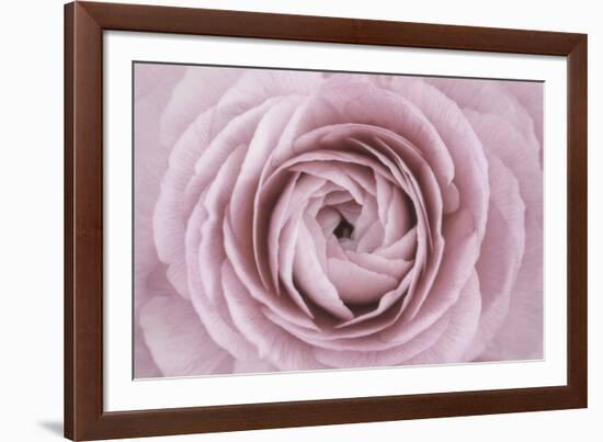 Persian Buttercup-Cora Niele-Framed Photographic Print