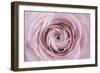 Persian Buttercup-Cora Niele-Framed Photographic Print